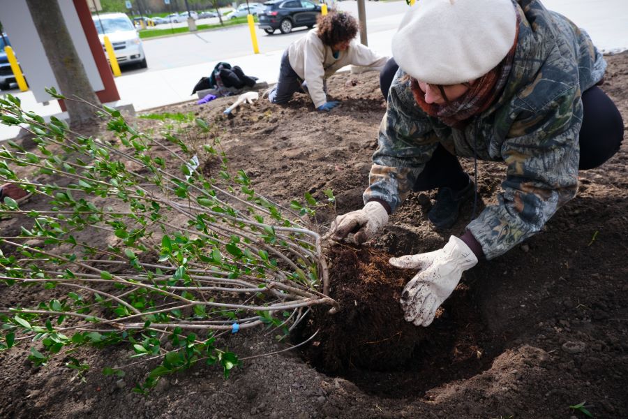 Students planting in the Bee garden.